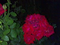 11062009362.jpg
