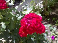 12062009366.jpg