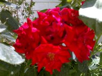 25062009385.jpg
