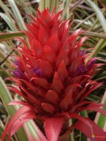 Ananas comosus variegatus 7.jpg