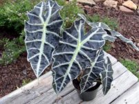 Alocasia amazonica 2.jpg