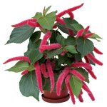 Acalypha hispida 1.jpg