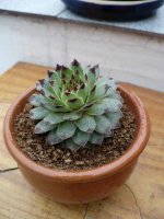 Sempervivum Tectorum_27.jpg