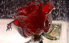 Red-Rose-Picture.jpg