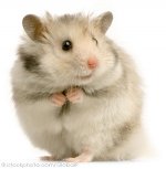 hamster_000002566309.jpg