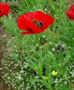 Papaver rhoeas.jpg