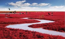 The Unique Red Beach of Panjin, China..jpg