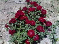 30052009294.jpg