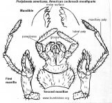 PeriplanetaAmericanaMouth.jpg