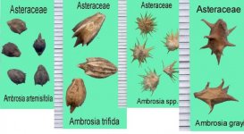 Ambrosia seeds.jpg