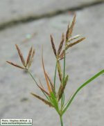 Cyperus_rotundus_[IMG_5308].jpg