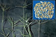 Cynodon dactylon -informedfarmers.jpg