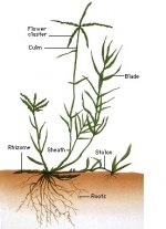 Cynodon dactylon-bermuda-grass-science.howstuffworks.jpg