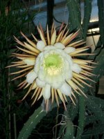 Selenicereus grandiflorus Koenigin der Nacht 06.jpg