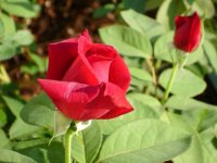 roses_13.jpg