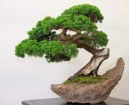 bonsai21.jpg