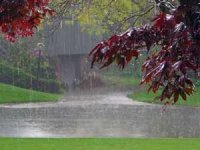 27365_493[1].jpg