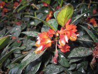 goldfish_plant_large.jpg