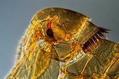 C0118139-Mouse_flea,_light_micrograph.jpg