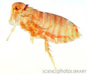 C0118142-Mouse_flea,_light_micrograph-SPL.jpg