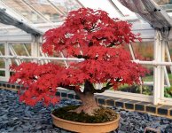 bonsai-k11.jpg