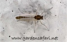 chironomidae_sp_hs6_1459.jpg