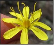 Crepis tectorum (google.jpg