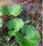 tussilago-farfara-5.jpg