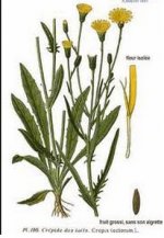 Crepis tectorum (pfaf.org).jpg