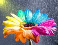 flower-rainbow-flowers-%D0%A6%D0%B2%D0%B5%D1%82%D1%8B-flower-rain-colour-Love-rainbow_large.jpg