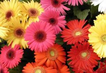 gerbera.jpg
