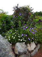 Convolvulus tricolor_06.jpg