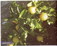 Untitled-Scanned-01.jpg