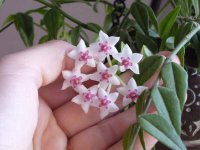 Hoya bella 4.jpg