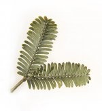 558px-Cootamundra_wattle_leaves_2.jpg