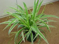 chlorophytum  leaf (www.hartsnursery.com.au).jpg