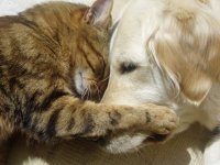 animal-love-16.jpg