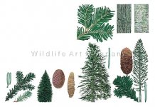 Abies spp(www.wildlifeartcompany.com).jpg