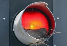 traffic_light_nesting_640_03.jpg