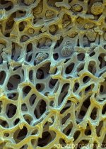 A630432-Nickel_foam,_SEM-SPL.jpg