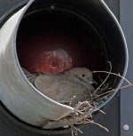 traffic_light_nesting_640_04.jpg