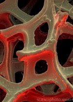 A630435-Nickel_foam,_SEM-SPL.jpg