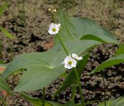 sagittaria_sagittidfolia_arrowhead_close_large.jpg