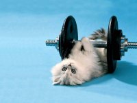 animal-funny-kitten-lifting-weights-backgrounds-wallpapers.jpg