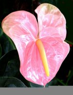 pink_anthurium_flower.jpg