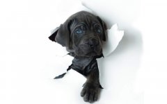 cute-black-dog-funny-wallpaper-1680x1050.jpg