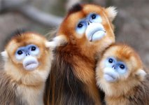 Golden_Monkey-7.jpg