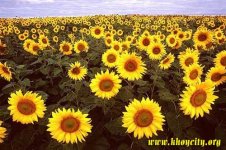 sunflower-khoy02.jpg