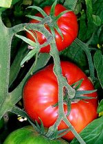 200px-Tomatoes-on-the-bush.jpg