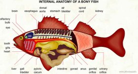 fish_anatomy.jpg
